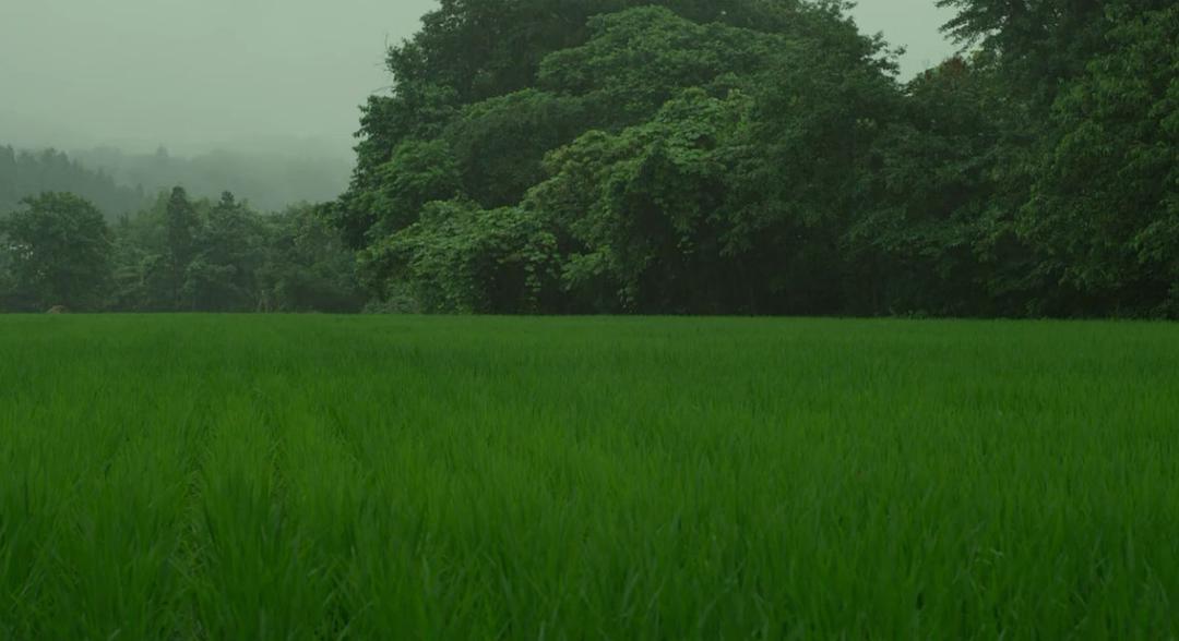 《小森林夏秋篇》剧照第32张图片