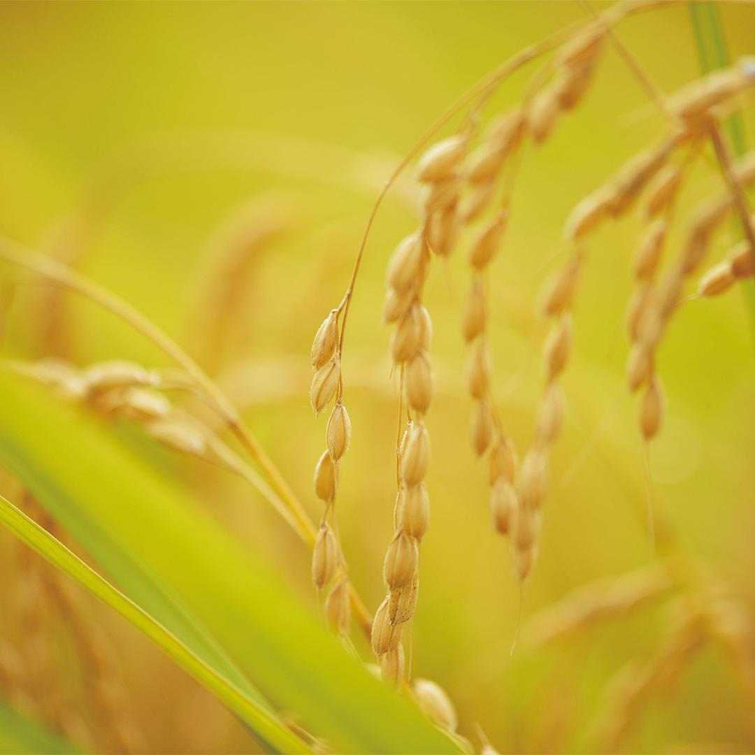 《小森林夏秋篇》剧照第9张图片