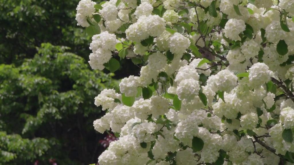 《小森林夏秋篇》剧照第51张图片