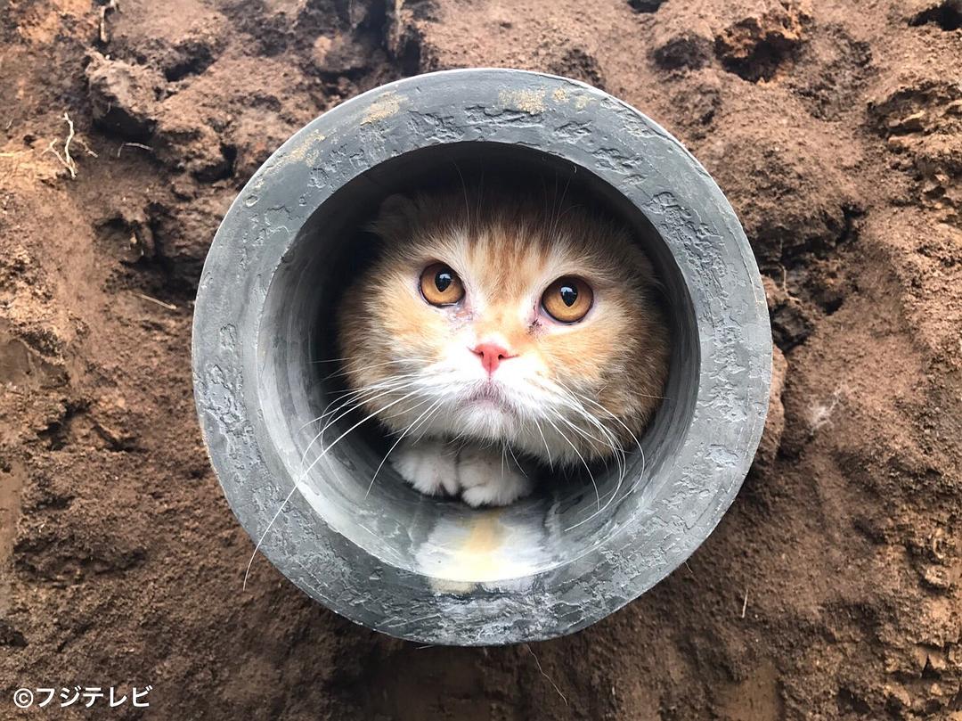 《警视厅生物股长》剧照