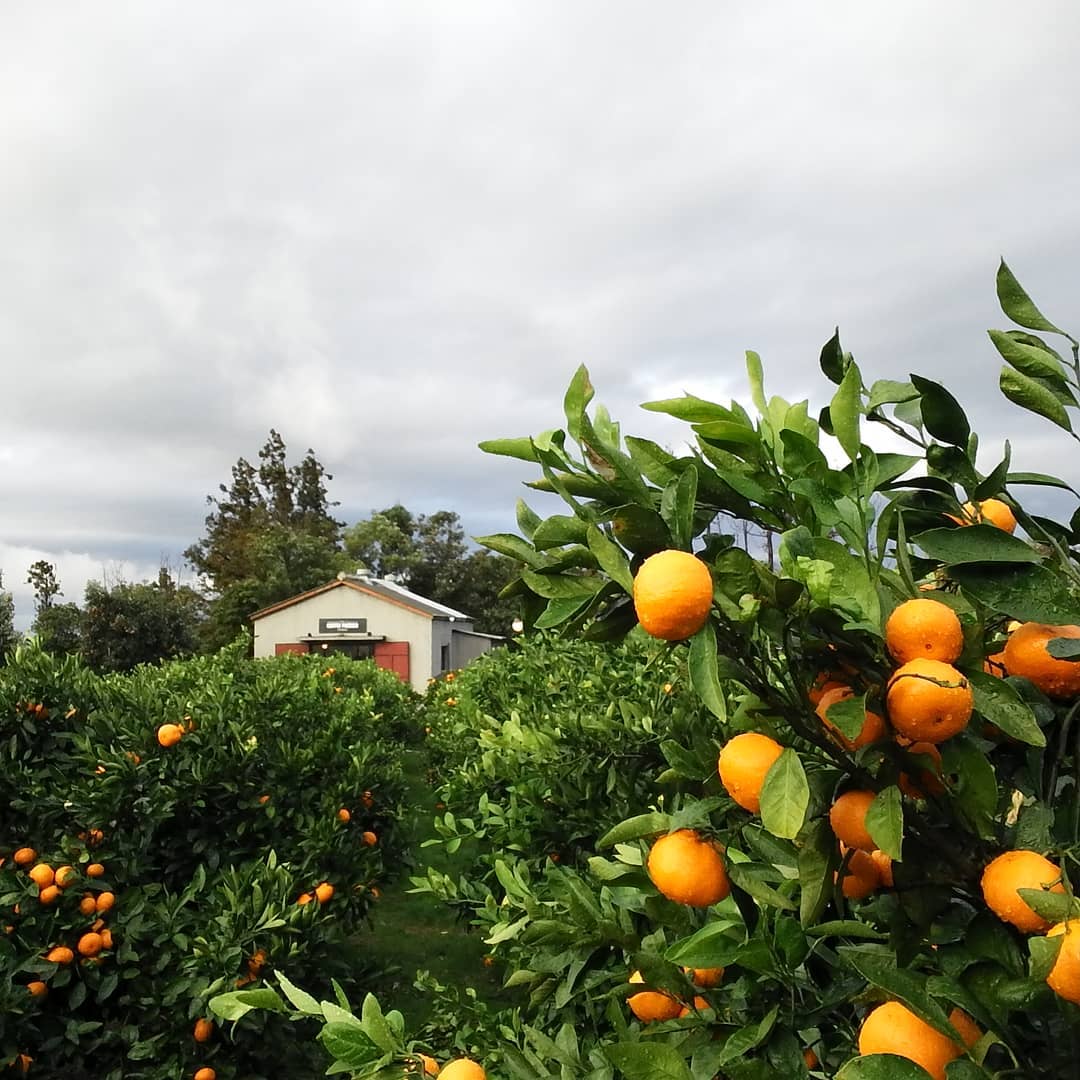 《咖啡之友》海报第6张图片