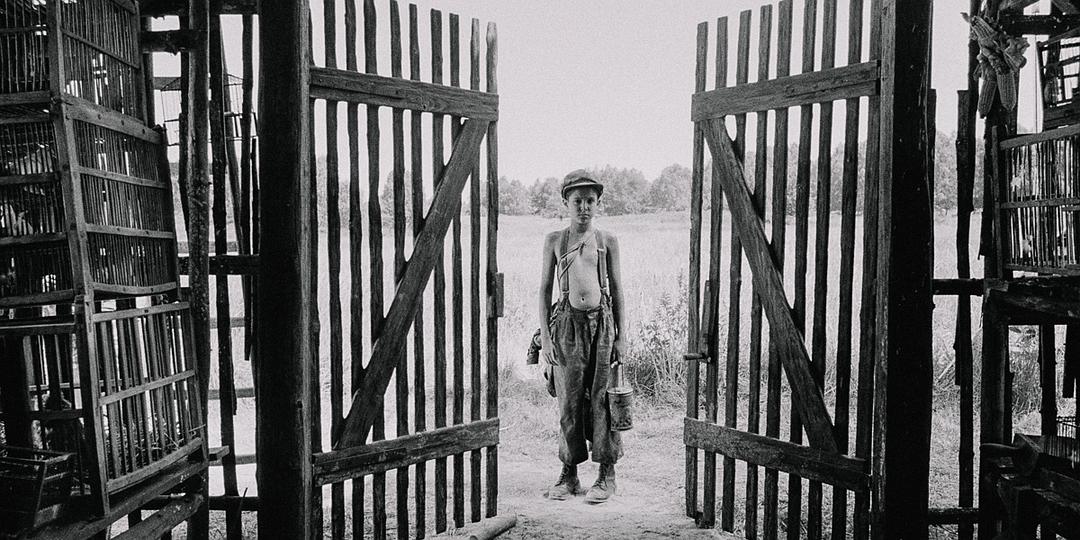 《被涂污的鸟》剧照