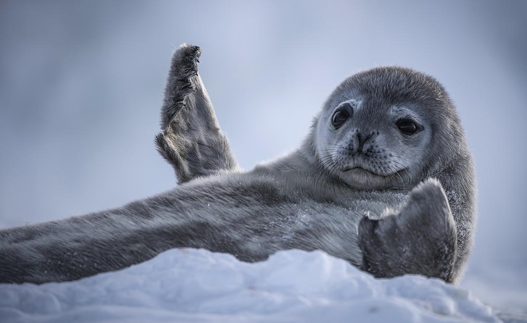 《七个世界,一个星球》海报第4张图片 《七个世界,一个星球》海报第4张图片
