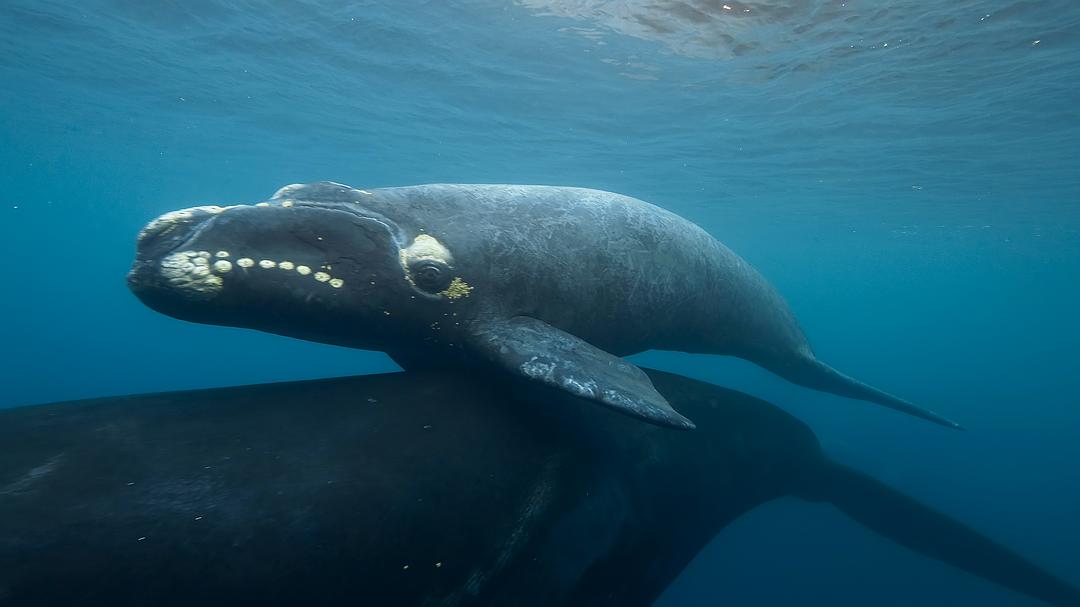 《七个世界,一个星球》海报第43张图片 《七个世界,一个星球》海报第43张图片