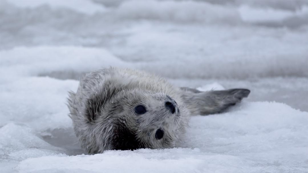 《蔚蓝之境》海报第11张图片