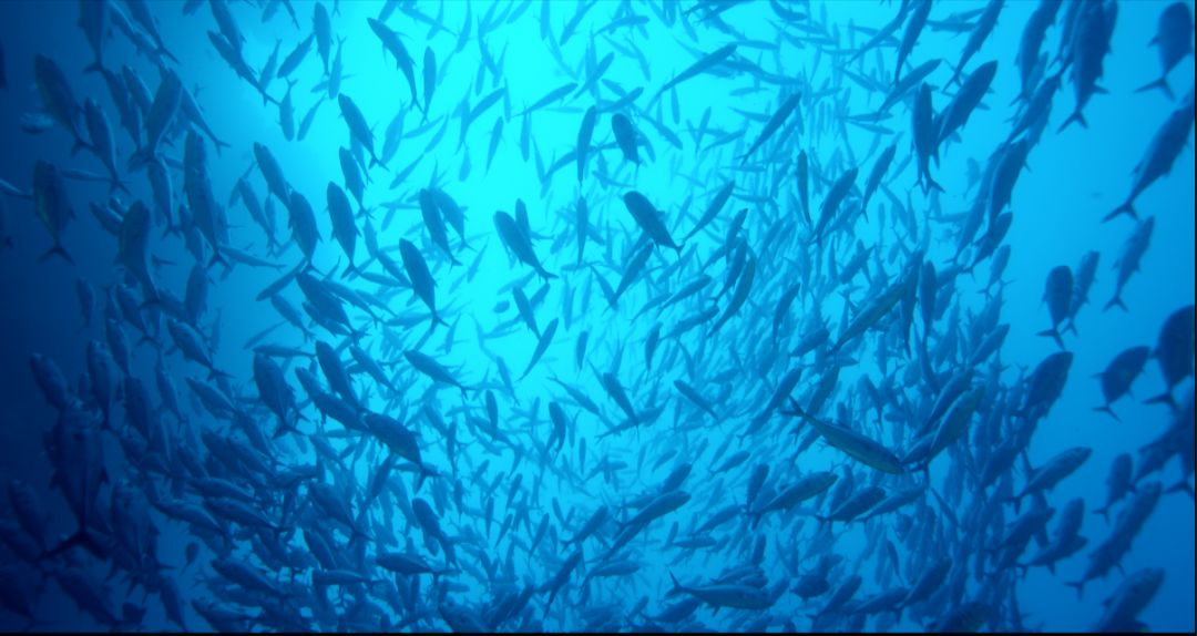 《蔚蓝之境》海报第7张图片