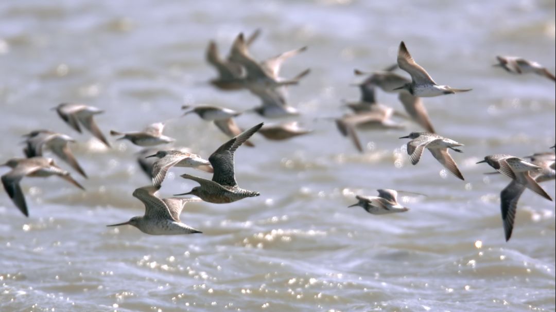 《蔚蓝之境》海报第6张图片
