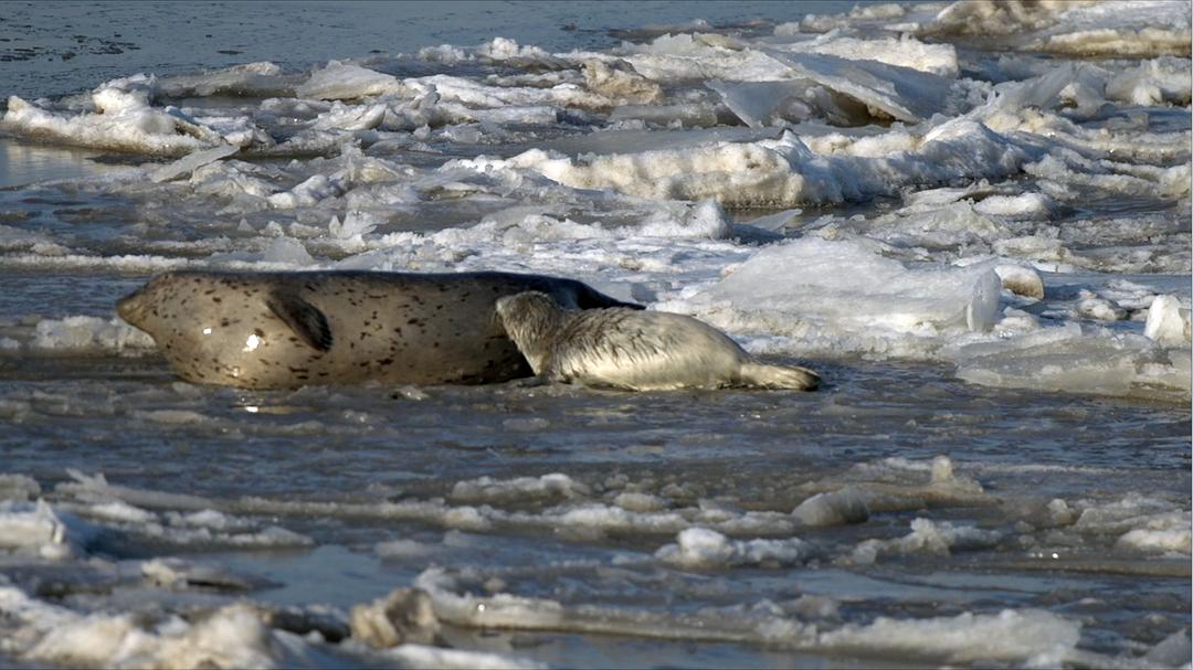 《蔚蓝之境》海报第2张图片
