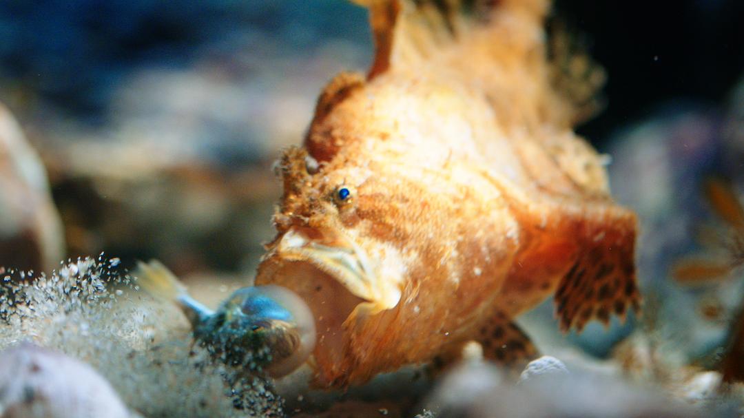 《蔚蓝之境》海报第17张图片