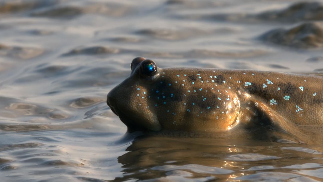 《蔚蓝之境》海报第4张图片