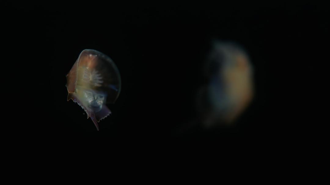 《蔚蓝之境》海报第18张图片